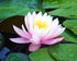 Lotus Flower Diamond Painting